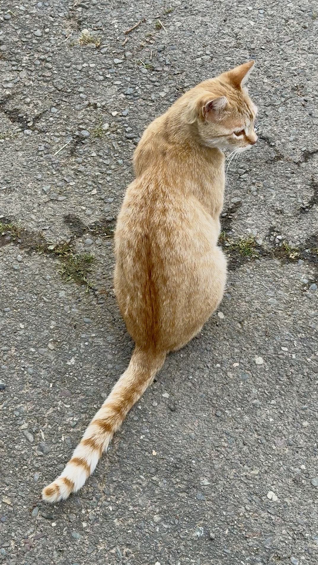 Orange cat, sitting on concrete
