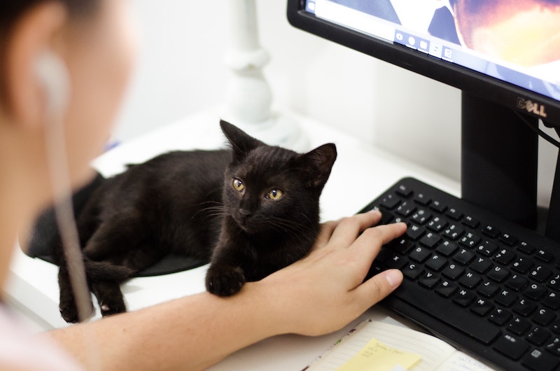 Computer cat