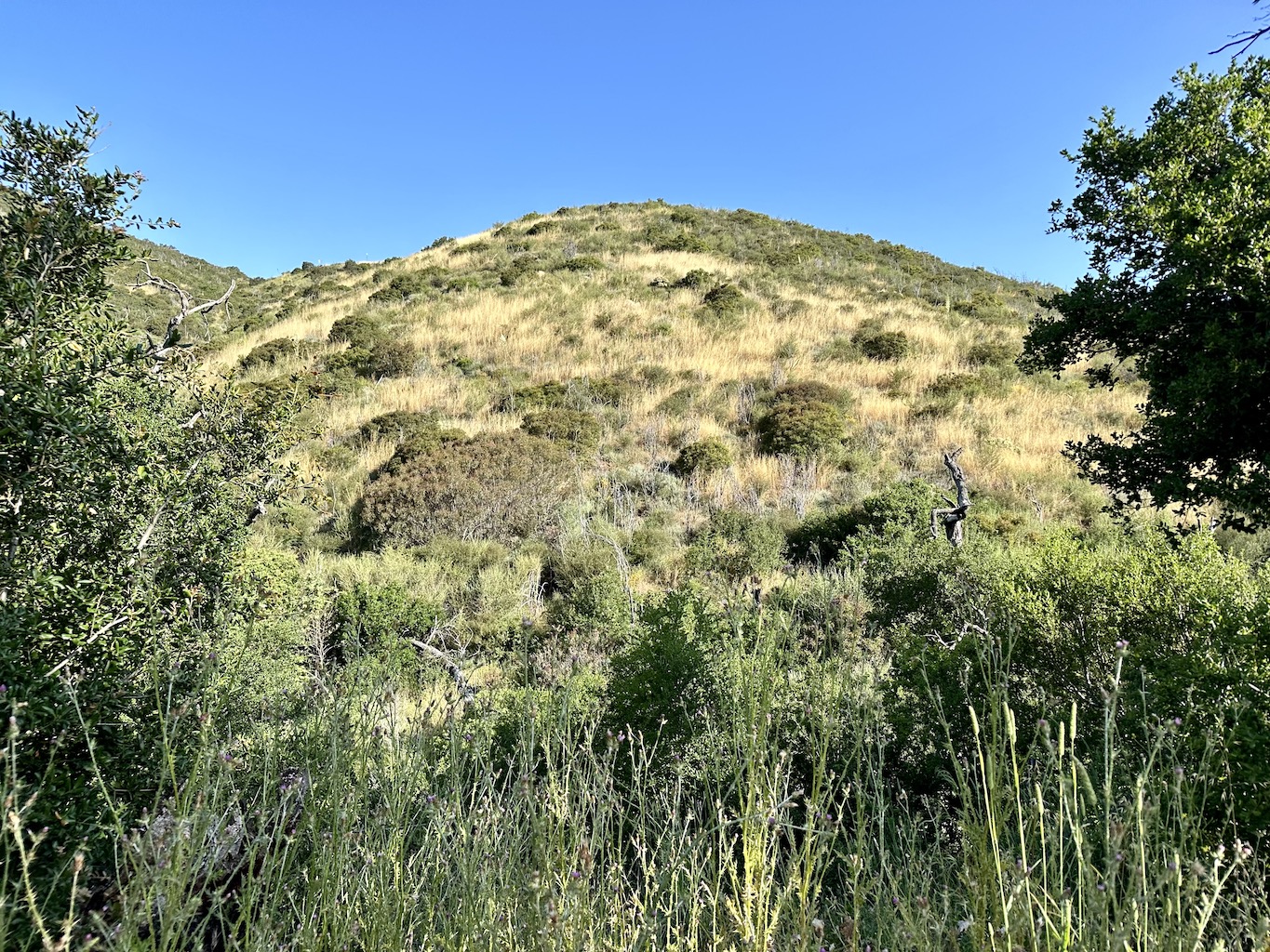 green and yellow vegetation on a hill