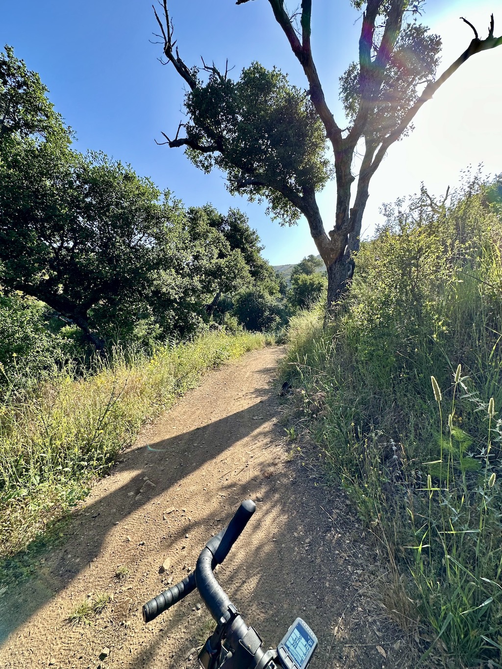 green bushes and a tree around a dirt fire road