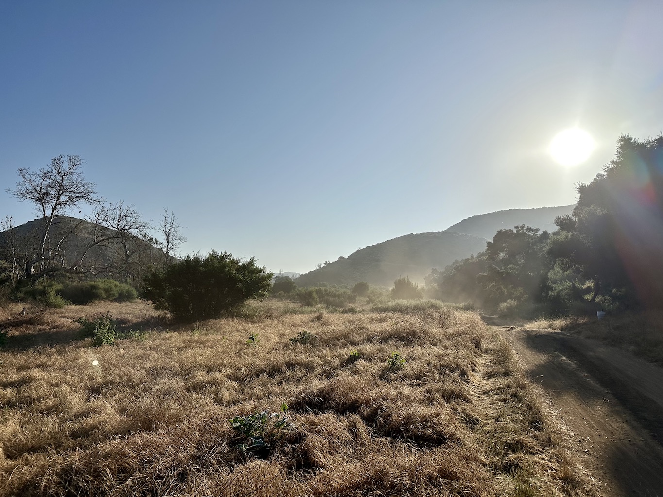 dust, trees, and brush on a fire road