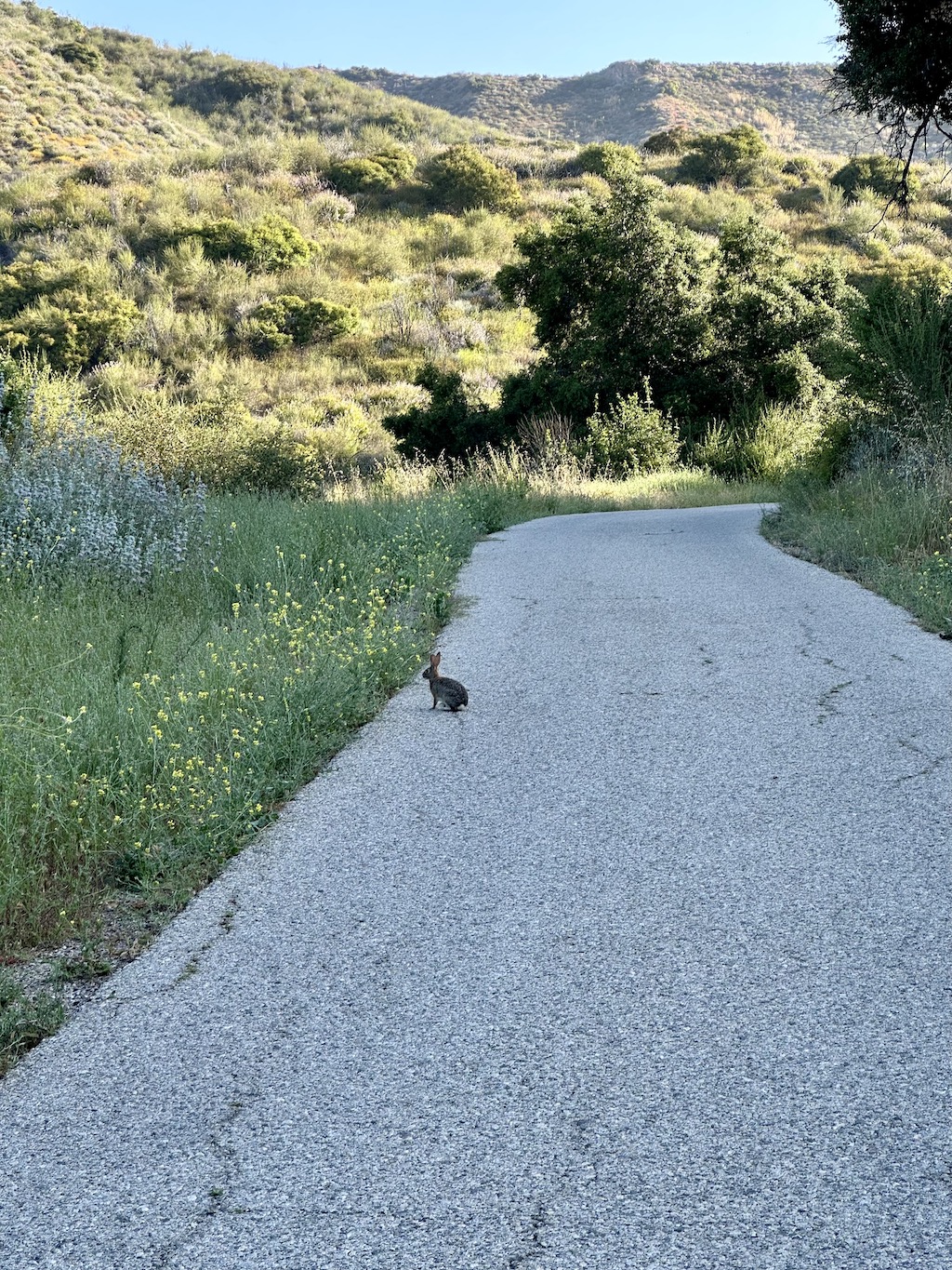 bunny on a paved path in the middle of nowhere