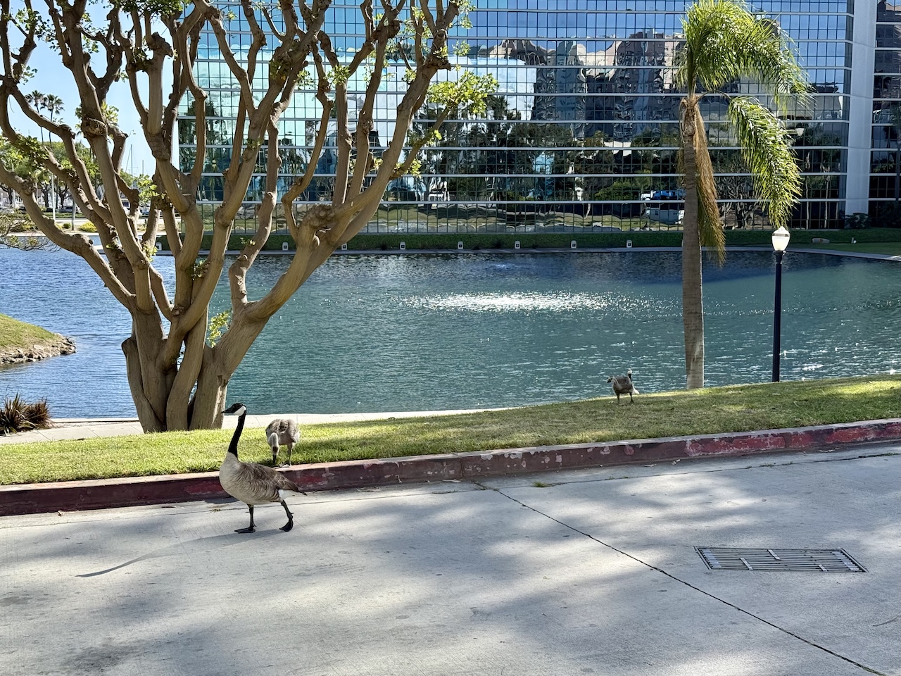 ducks walking by the aforementioned pond ducks walking by the aforementioned pond
