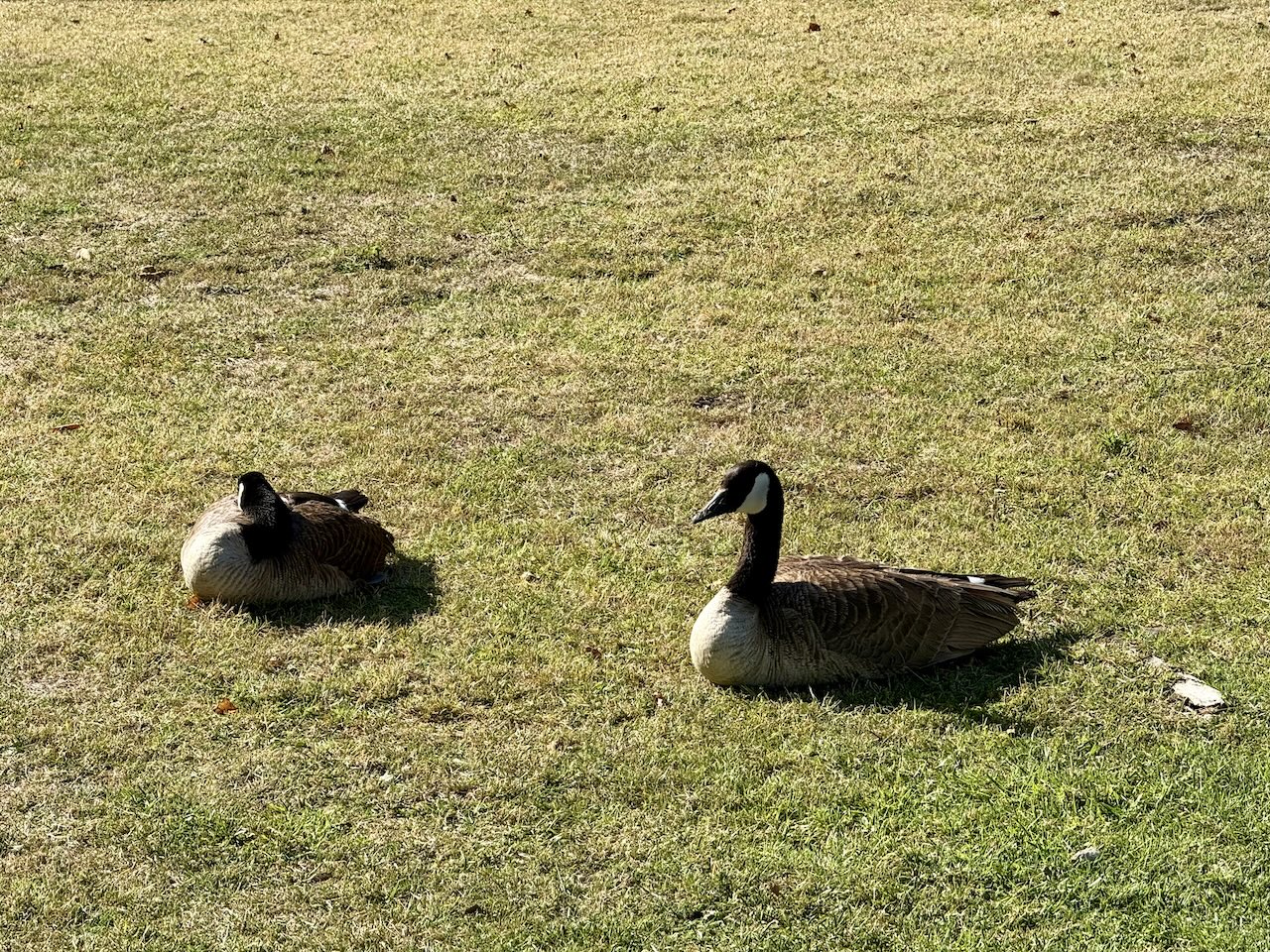ducks chillin’ on the ground ducks chillin’ on the ground