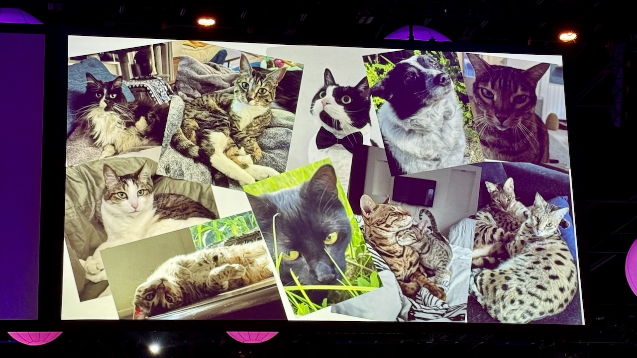 Deb Nicholson’s slide with a bunch of cats Deb Nicholson’s slide with a bunch of cats